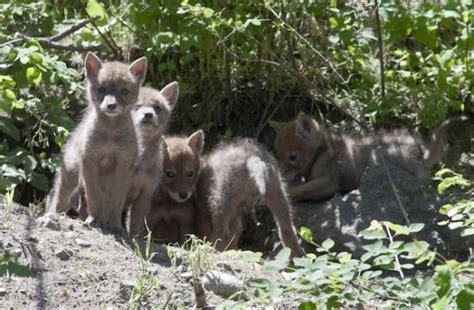 Coyote pups photos and video - Kelowna News - Castanet.net