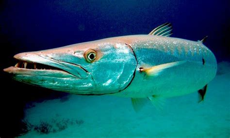 9 Barracuda Fish Facts You Need To Know | Dressel Divers