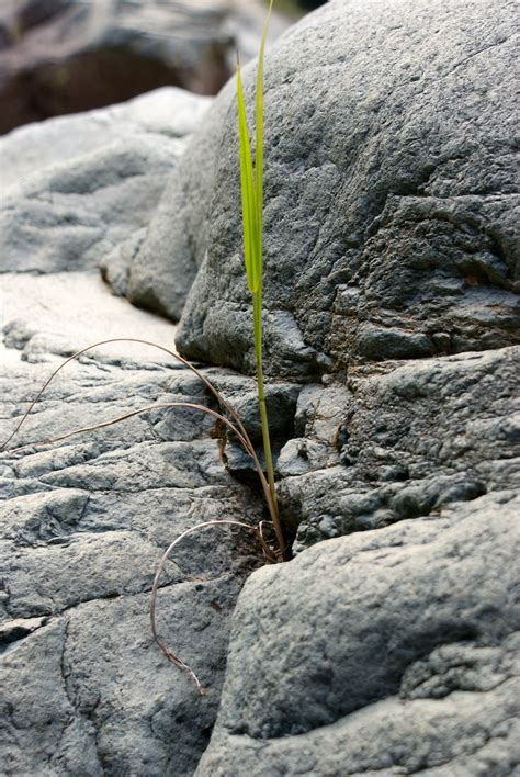 Plant Growing Out of a Rock | Stone Rocks