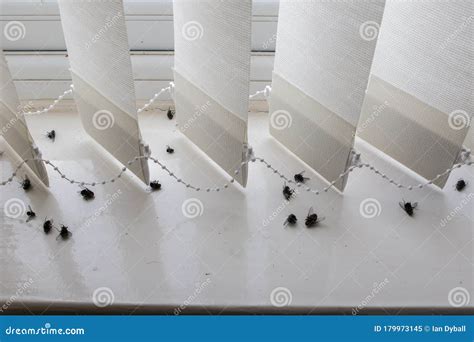 Dead House Flies on a Dirty Window Sill Stock Image - Image of windowsill, dirty: 179973145