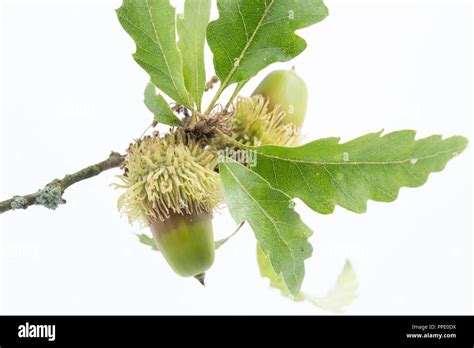 Two acorns of the Turkey oak, Quercus cerris, photographed on a white ...