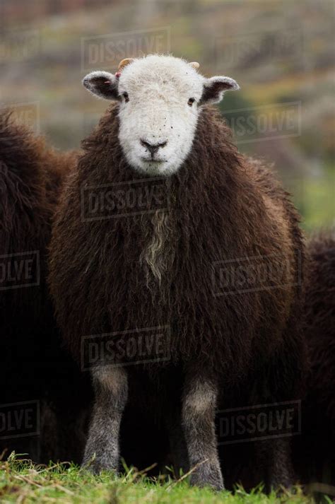 Livestock - A Herdwick wether (castrated male) lamb. Herdwick sheep are ...