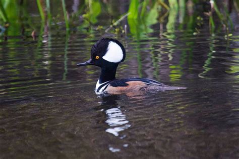 Bob's Photos: Wildlife Images on February 1 Wakulla Springs River Boat Tour