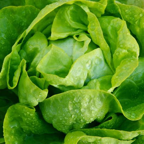 LETTUCE BUTTERHEAD GR-603 – Asian and tropical vegetable seeds