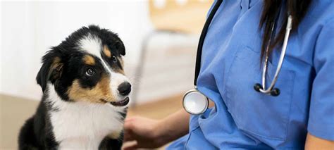 Happy Pets Veterinary Clinic / Chaska Veterinary Clinic - Full service veterinarian and ...