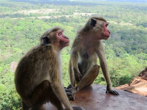 Macaque Monkeys | Pesky macaque monkeys range across Sigiriy… | Flickr