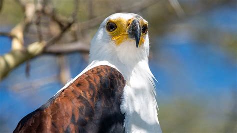 The white-headed fish eagle, Malawi's national bird, spotted in Kuthengo camp in Liwonde ...