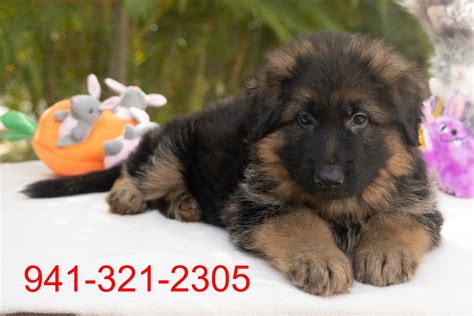 How Much Are German Shepherd Puppies For Sale