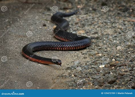 Red-bellied Black Snake - Pseudechis Porphyriacus Species of Elapid ...