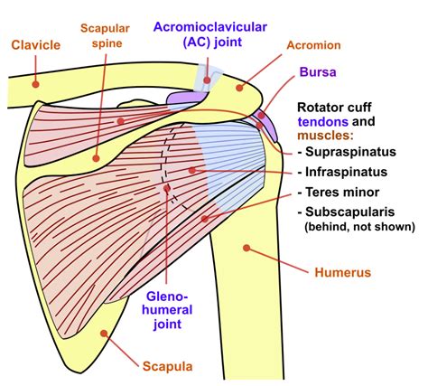 Shoulder joint back-en - Supraspinatus muscle - Wikipedia | Rotator ...