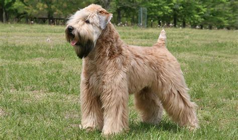 Soft Coated Wheaten Terrier Dog Breed Information