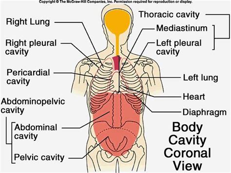 Diagram Of Chest Cavity