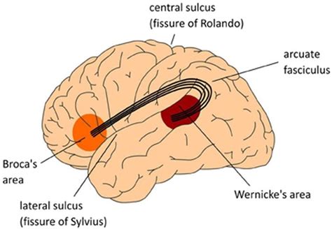 Uncinate Fasciculus Anatomy