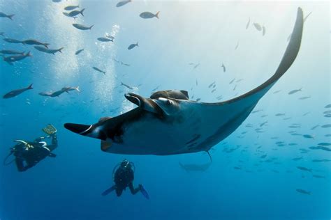 NEW HOPE FOR ENDANGERED MANTAS - Dive Training Magazine | Scuba Diving ...