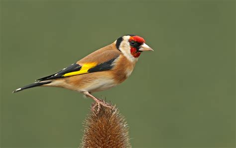 Download European Goldfinch Passerine Bird Animal Goldfinch HD Wallpaper