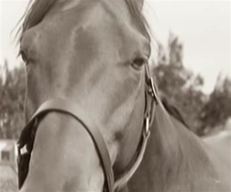 Seabiscuit | Horses, Horse racing, Racehorse