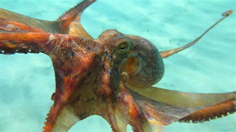 Do Giant Pacific Octopus Attack Humans? - American Oceans