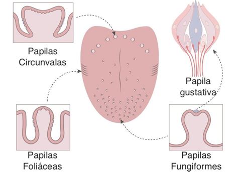 Como Funcionan Las Papilas Gustativas - Acido