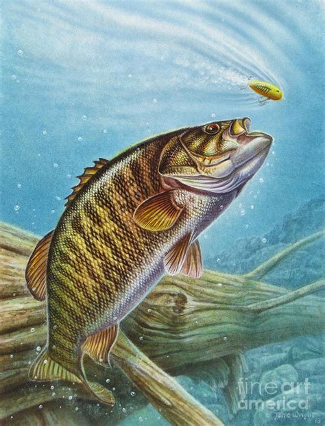 Smallmouth Bass Painting by JQ Licensing