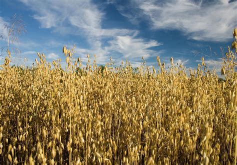 Oat Field Photograph by Rivendels - Fine Art America