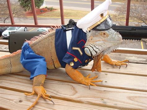 You Know What’s Getting Popular? Lizard Costumes.