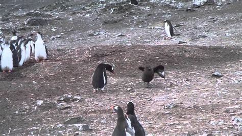 Adelie Penguin vs Skua in Antarctica - YouTube