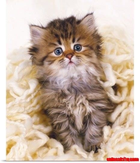 Cute persian kitty cat | Cute cats HQ - Pictures of cute cats and kittens Free pictures of funny ...