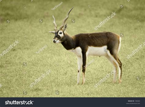 African Deer Stock Photo 108465 - Shutterstock