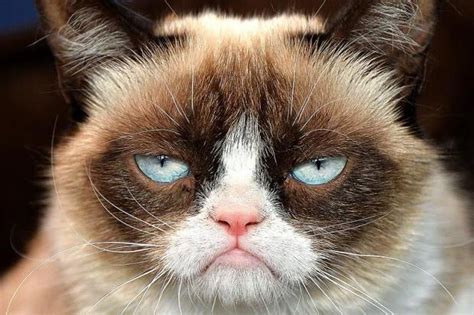 Grumpy Cat Not Amused Memes - Imgflip