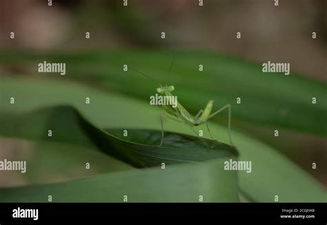 Green Praying Mantis Nymphs, South Africa Stock Photo - Alamy