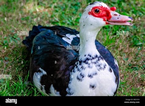 Muscovy duck cairina moschata close up Stockfotos und -bilder Kaufen - Alamy