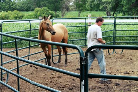 Used Horse Corral Panels - Buy Metal Horse Fence Panel,Horse Stall Panels,Wire Horse Panels ...