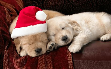 Cute Christmas Pets