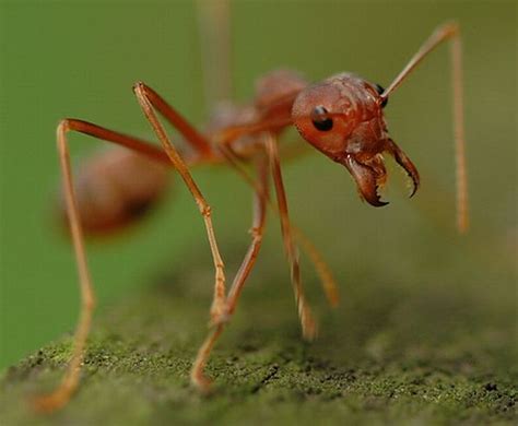 Ant Habitats and Behavior (Part 1) | Biocircuits Outreach