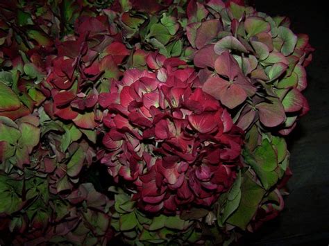 Antique Hydrangea Burgundy | Wedding flowers hydrangea, Country wedding ...