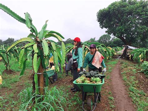 Harvesting hope: When mothers turn to dragon fruit farming