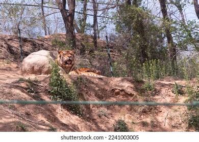 Tiger Beijing Badaling Wildlife World Stock Photo 2241003005 | Shutterstock