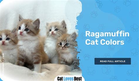 Ragamuffin Cat: Common Colors & Patterns