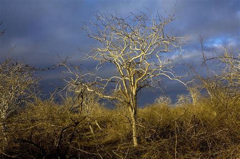 Palo Santo Tree (bursera Graveolens) Photograph by Bob Gibbons - Pixels