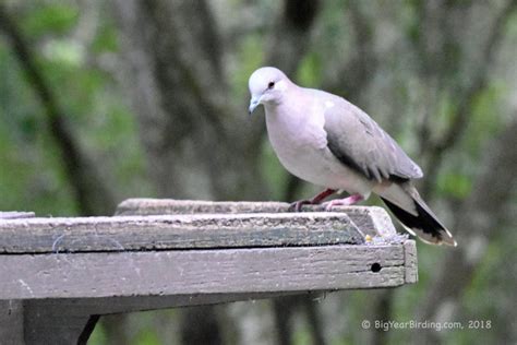 White-tipped Dove - Big Year Birding