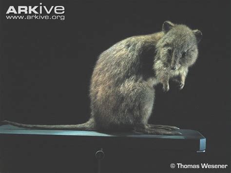 Broad-faced potoroo museum specimen | Endangered species project ...