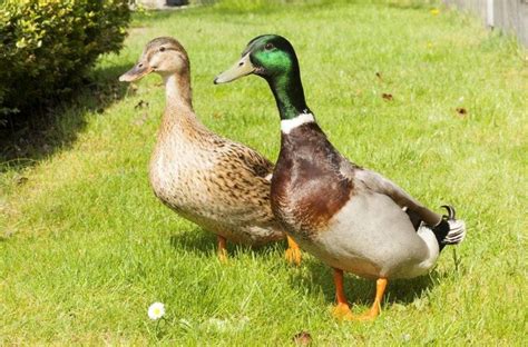 Rouen Ducks | Rouen duck, Ducklings, Animals