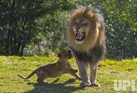 Photo: Lion cubs introduced to their father at San Diego Zoo's Wild ...