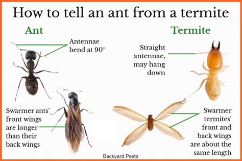 Ants vs termites | Termites, Ants, Winged termites