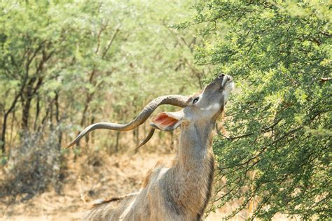 Antelope Eating Leaves from a Tree · Free Stock Photo