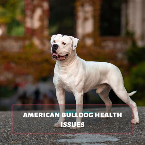 American Bulldog Health Issues: A Comprehensive Guide - Rosebull ...