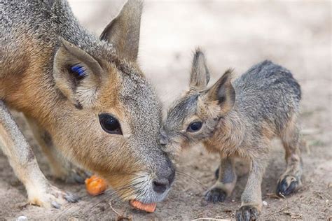 Meet the Patagonian Mara, your new favorite animal. in 2020 | Animals beautiful, Animals, Like ...