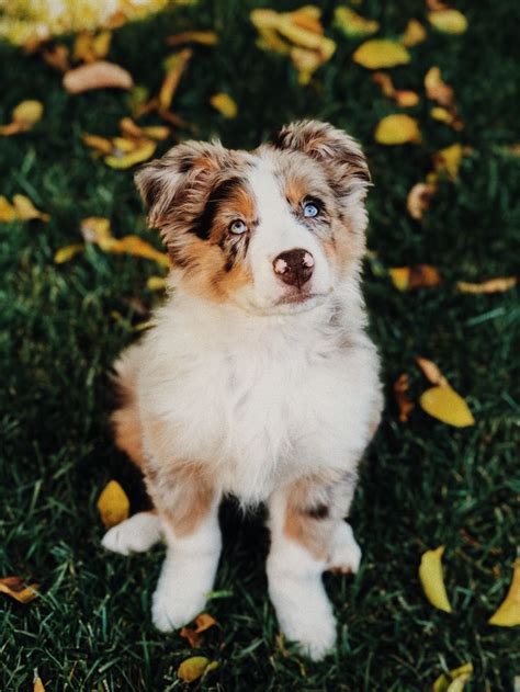 red merle aussie puppy names - Just As Much Fun Log-Book Diaporama