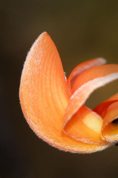 Flame of the forest Tree | Palash Tree in Central India