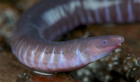 Caecilians are weirdly adorable?